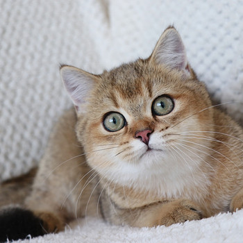 Британские котята