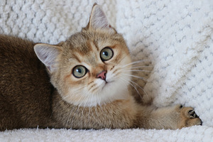 Британские котята (3 фото из 4)