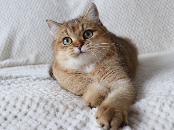 Британские котята