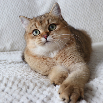 Британские котята