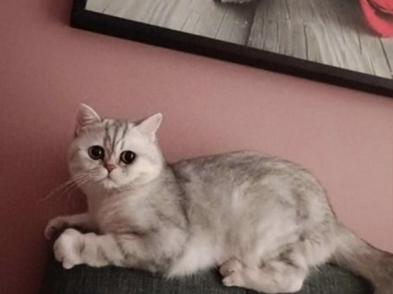 Котик скотиш страйт( шотландская серебристая шиншилла