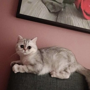Котик скотиш страйт( шотландская серебристая шиншилла