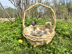 Siiditibud USA tüüpi (2 foto / 3)