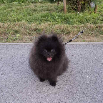 Pomeranian spits, emane