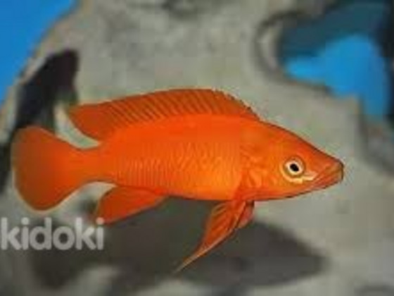 Apelsinikarva lamprologus (Neolamprologus leleupi orange)
