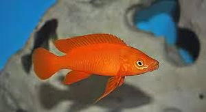 Apelsinikarva lamprologus (Neolamprologus leleupi orange) (1 foto / 1)