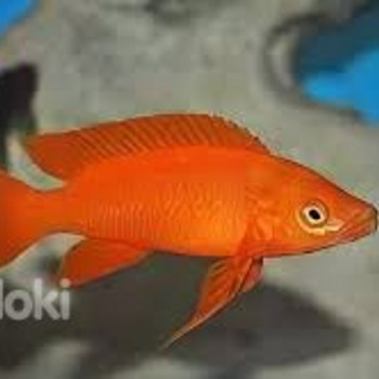 Apelsinikarva lamprologus (Neolamprologus leleupi orange)