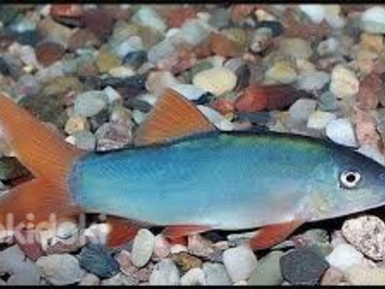 Modesta loach (Yasuhikotakia modesta)