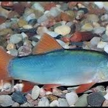 Боция Модеста (Yasuhikotakia modesta)