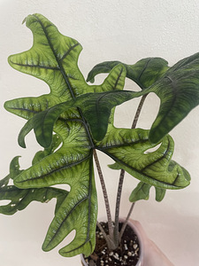 Alokaasia Sumatra (1 foto / 2)
