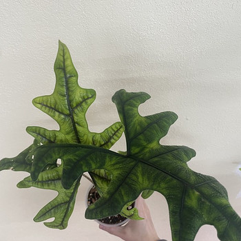 Alokaasia Sumatra