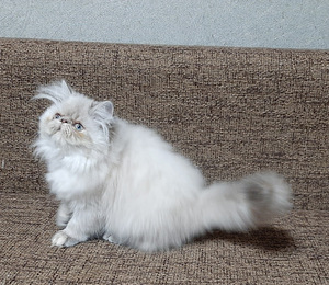 Персидские котята (7 фото из 7)