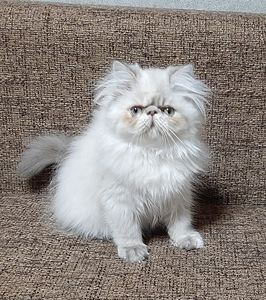 Персидские котята (5 фото из 7)