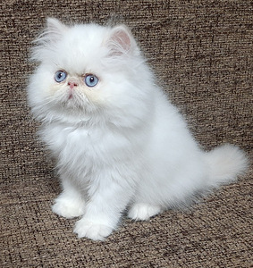 Персидские котята (3 фото из 7)