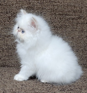 Персидские котята (4 фото из 7)