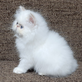 Персидские котята