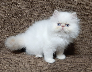 Персидские котята (2 фото из 7)