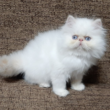 Персидские котята