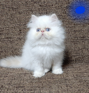 Персидские котята (1 фото из 7)