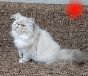 Персидские котята (6 фото из 7)
