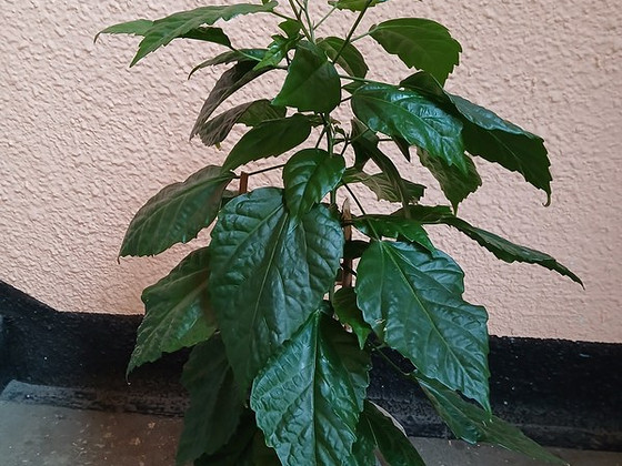 Roosilill