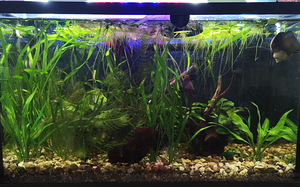 Vallisneria (1 foto / 1)