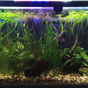 Vallisneria