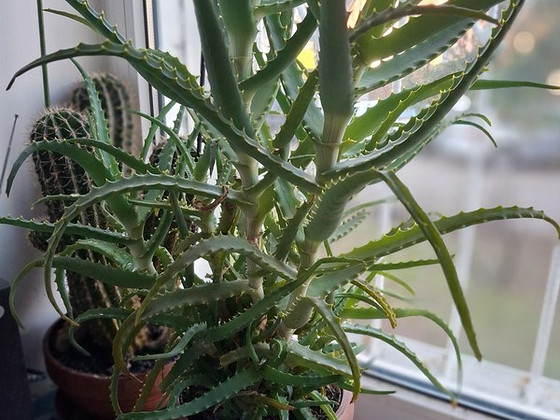 Aloe ja kaktus pottides