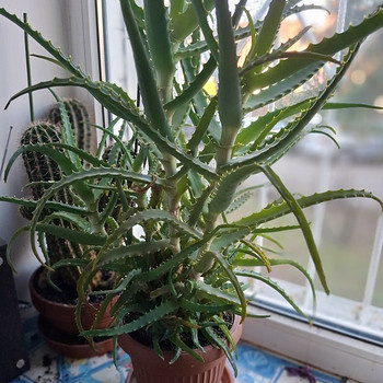 Aloe ja kaktus pottides