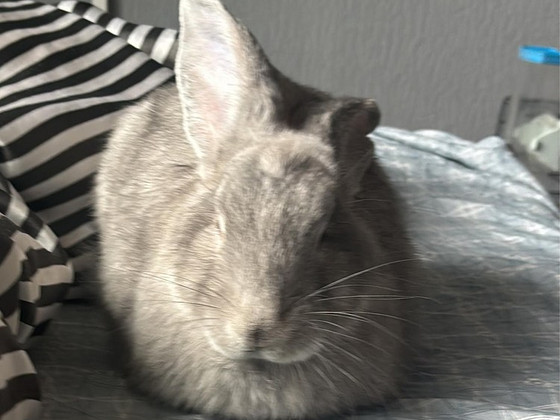 Beļģu Milzis