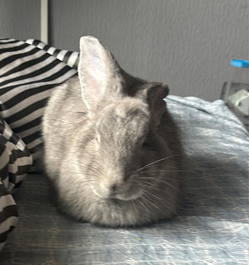 Beļģu Milzis (1 foto no 3)