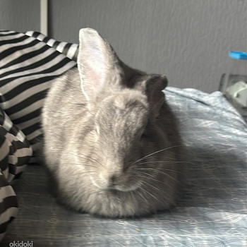 Beļģu Milzis