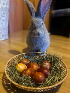 Beļģu Milzis (3 foto no 3)