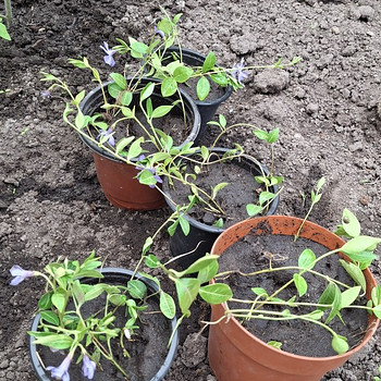 Барвинок (лат . Vinca)