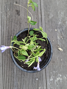 Барвинок (лат . Vinca) (2 фото из 2)