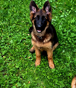 Saksa lambakoera kutsikas (2 foto / 5)