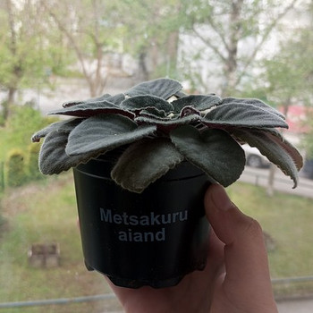 Фиалка комнатная