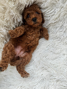 Toy poodle (2 foto / 6)