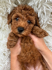 Toy poodle (3 foto / 6)
