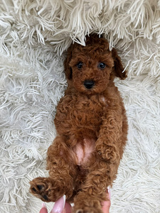 Toy poodle (4 foto / 6)