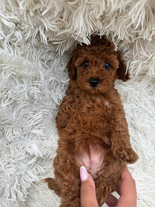 Toy poodle (1 foto / 6)