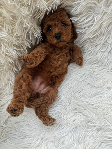 Toy poodle (5 foto / 6)