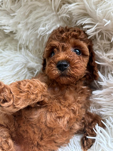 Toy poodle (6 foto / 6)