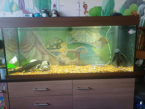Led rio 240 akvaarium (1 foto / 3)