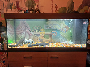 Led rio 240 akvaarium (3 foto / 3)
