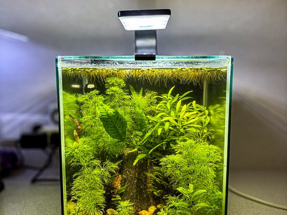 Аквариум 20L (Aquascape)