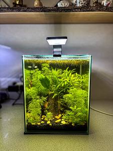 Akvaarium 20L (Aquascape) (2 foto / 4)