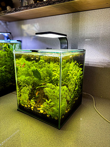 Akvaarium 20L (Aquascape) (3 foto / 4)