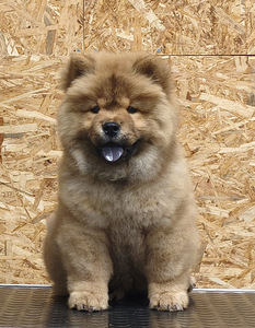 Chow chow pentu (1 valokuva sivusta 2)