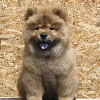 Chow chow pentu